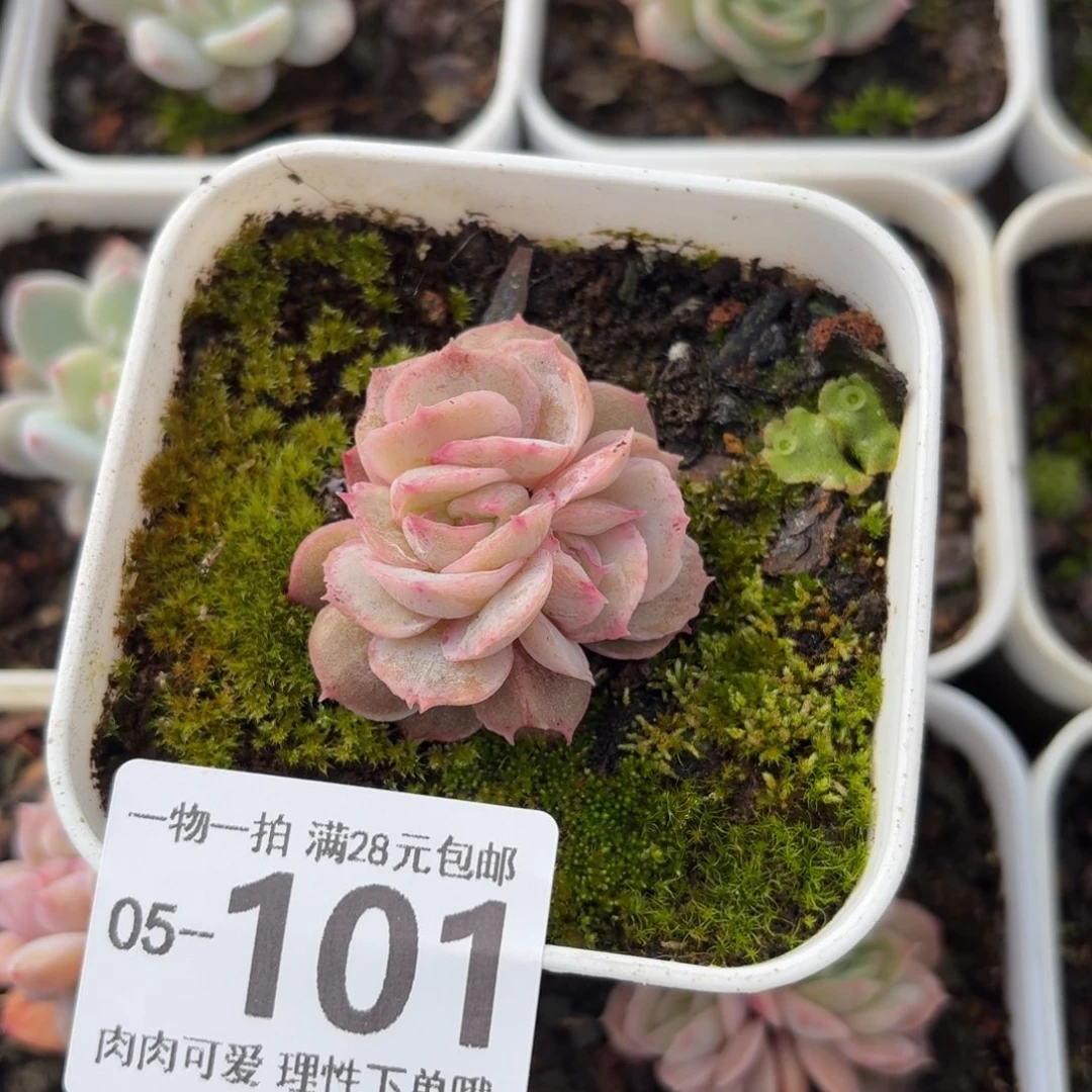 石化昂斯诺无盆土发货无