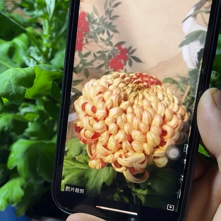 当前无花朵，栽培后可花朵晚节神仙