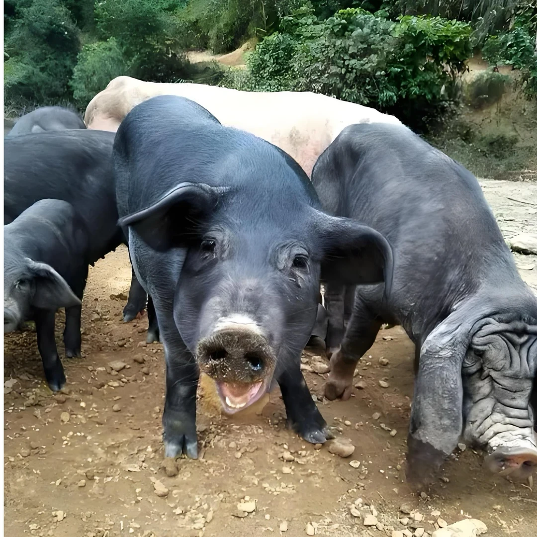 云南农村熟食黑毛土猪肉直播现场称重