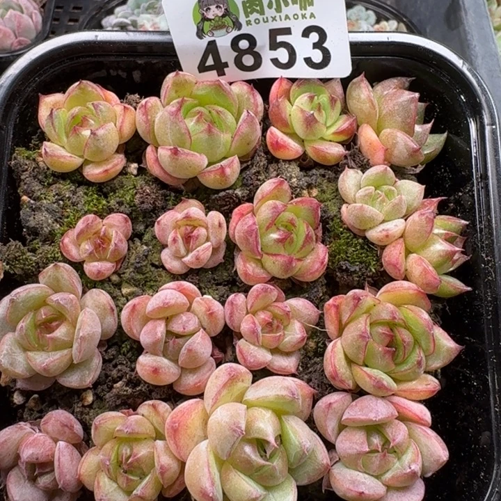 多肉植物多肉植物