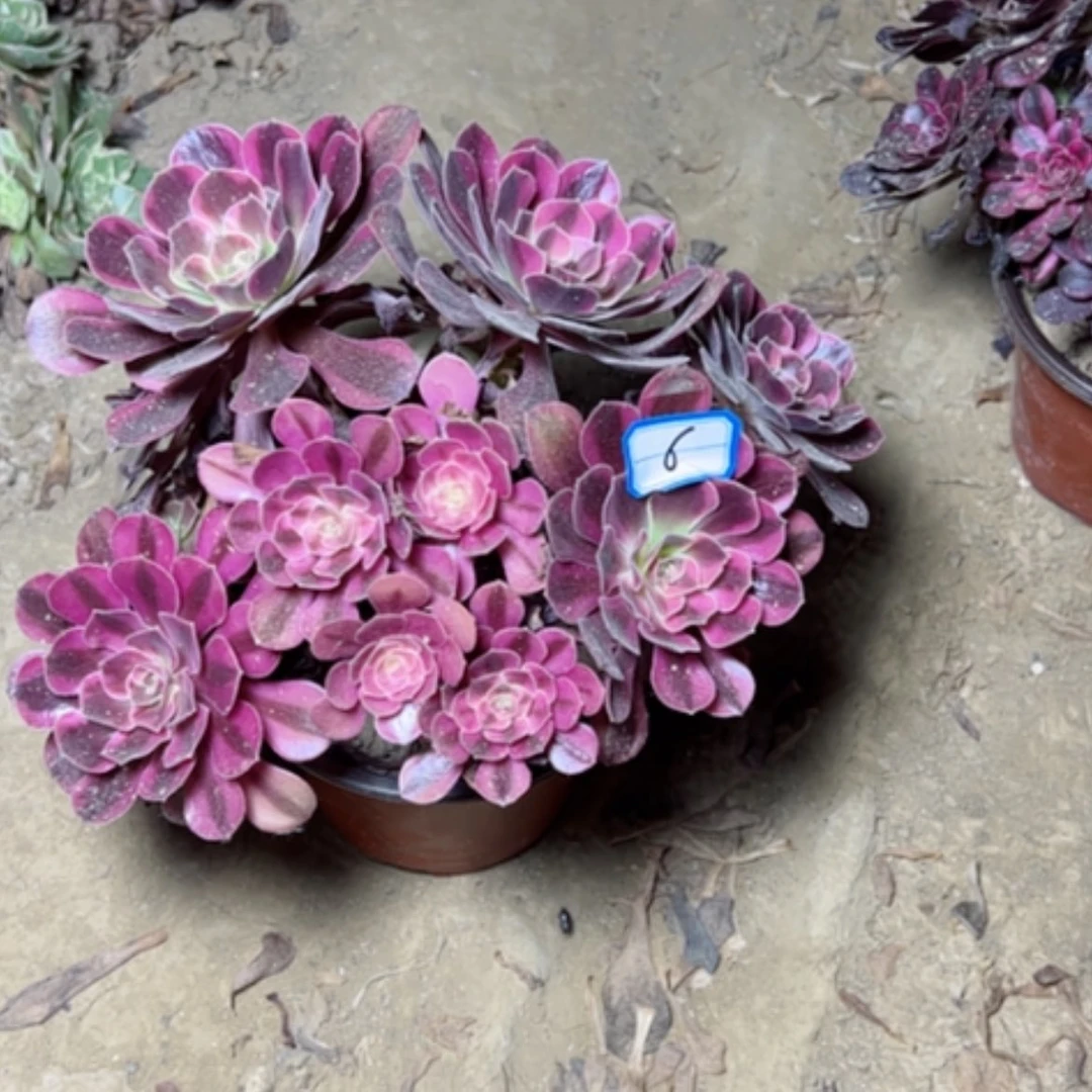 【闪购商品】多肉植物凤冠6