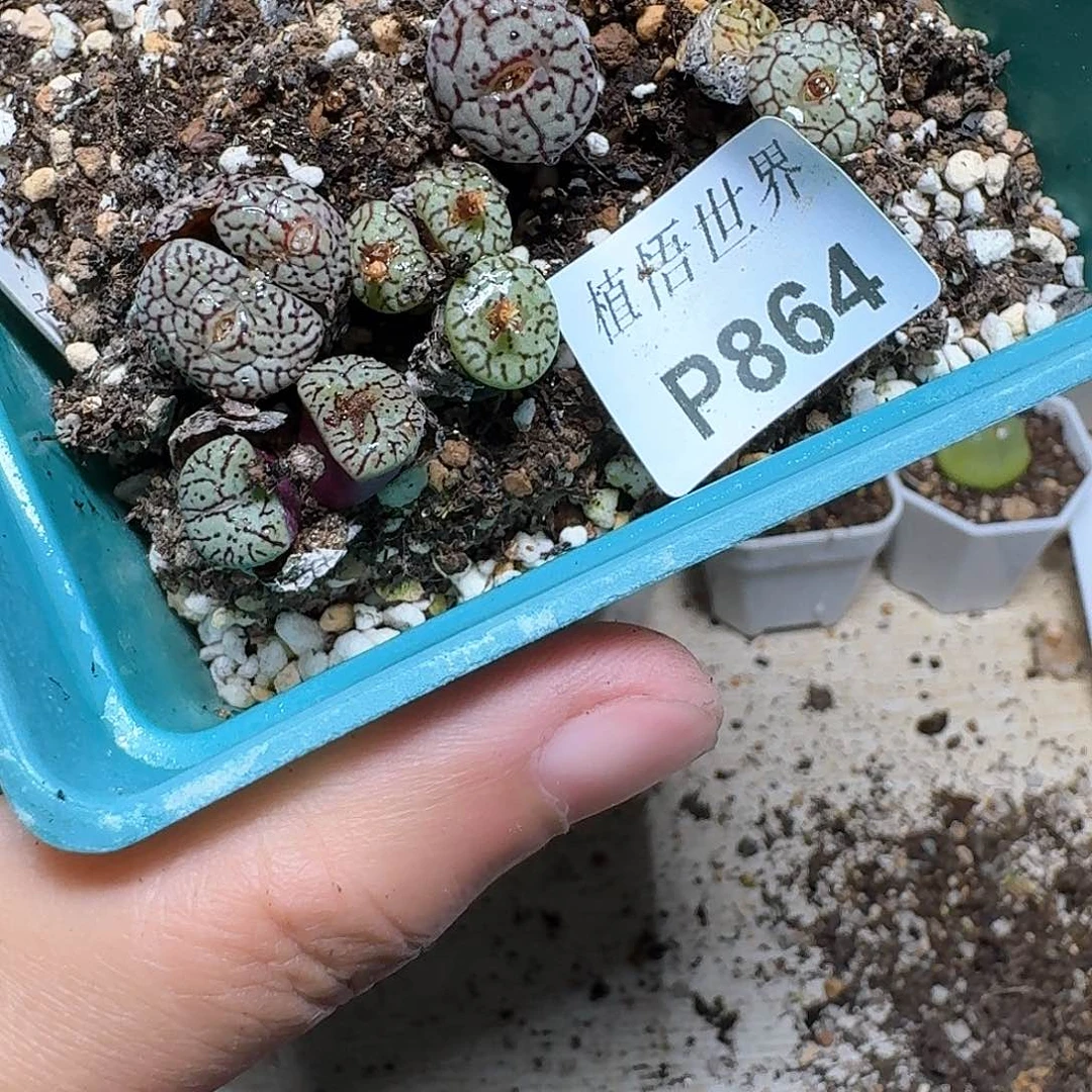 864盒新肉植物哇f g g h h