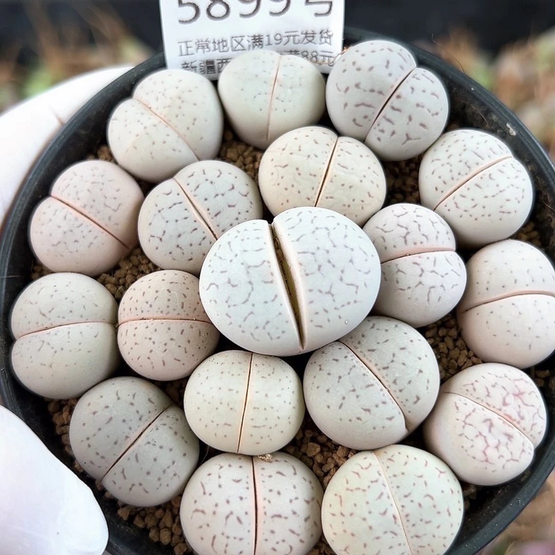 5899四年高尔夫18个1.5-2.5cm