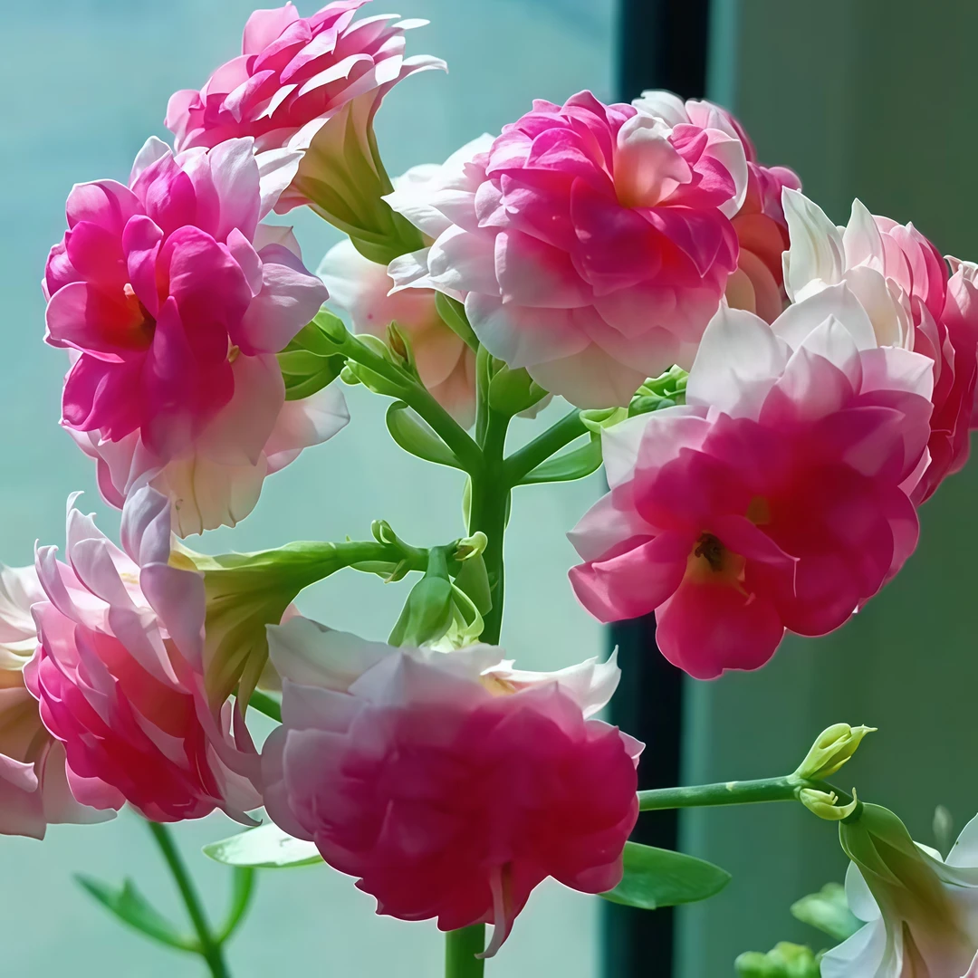 达科塔长寿花多肉植物绿植花卉盆栽新手好养懒人办公室内桌面植物