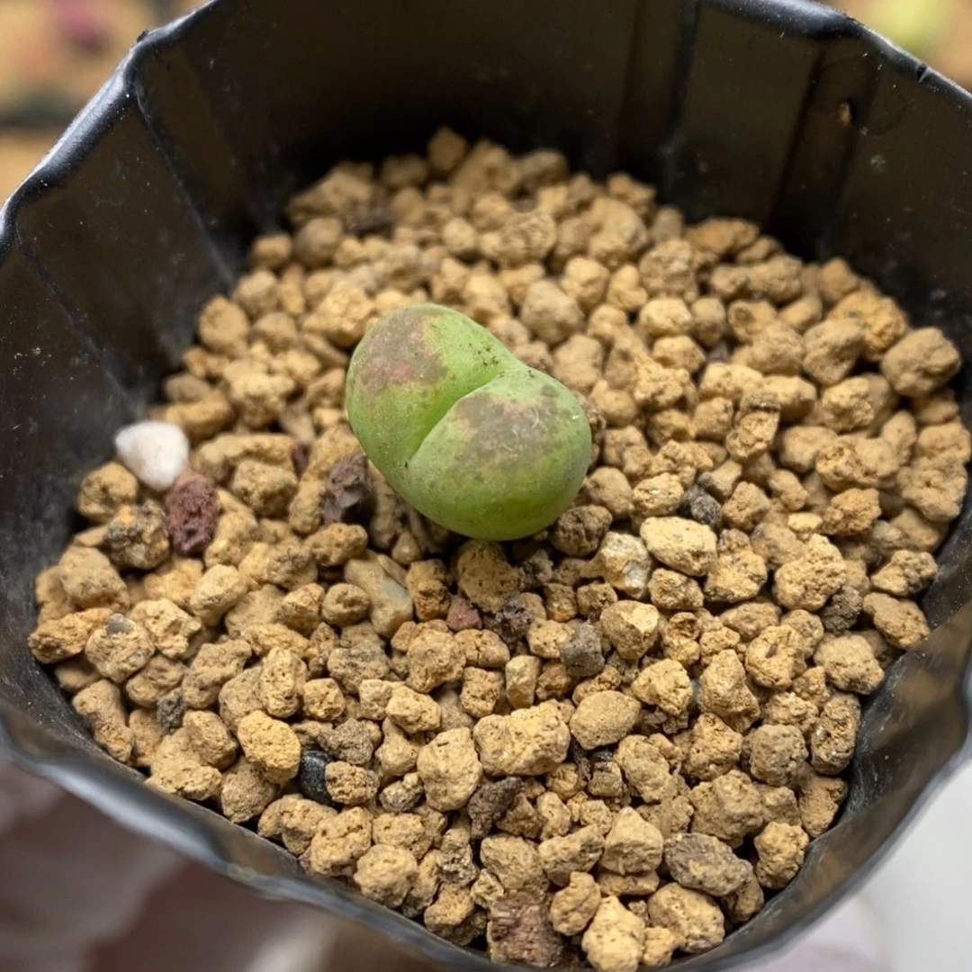 多肉植物肉锥杂交K-6787 风铃杂
