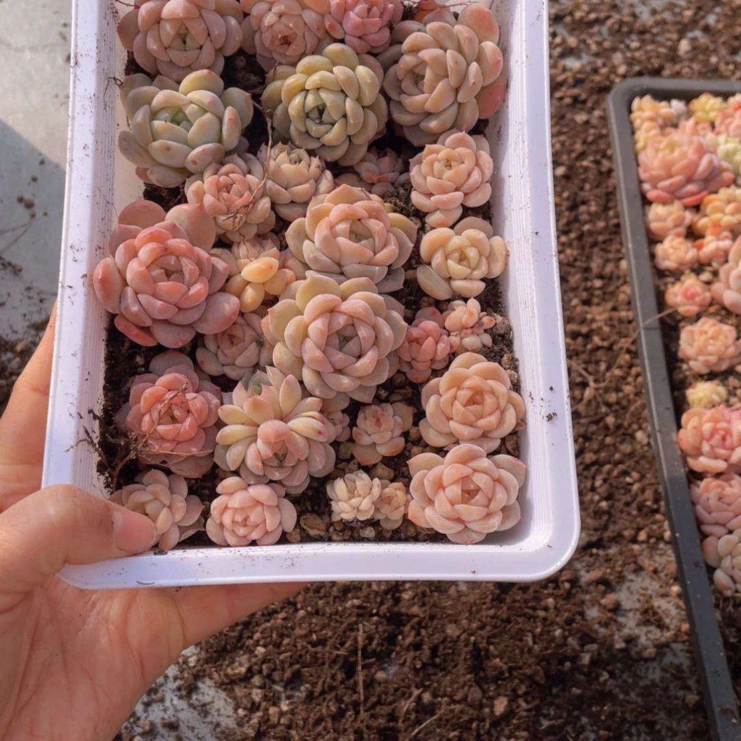 F****?云糖心多肉植物813