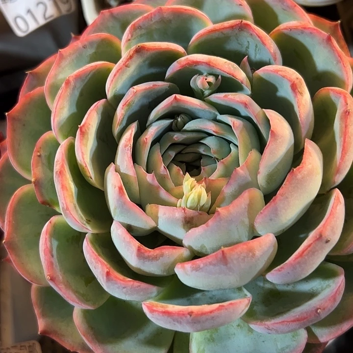 幸运的是我还没1幸运