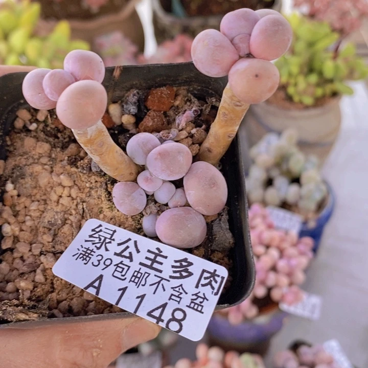 橙子5cm1148多肉植物