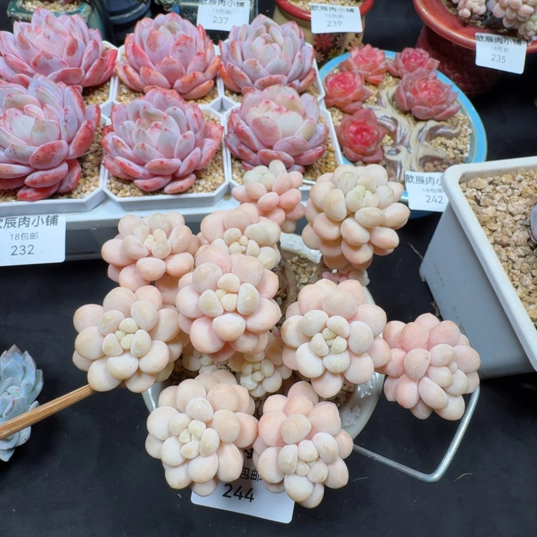 多肉植物  244  洛可可