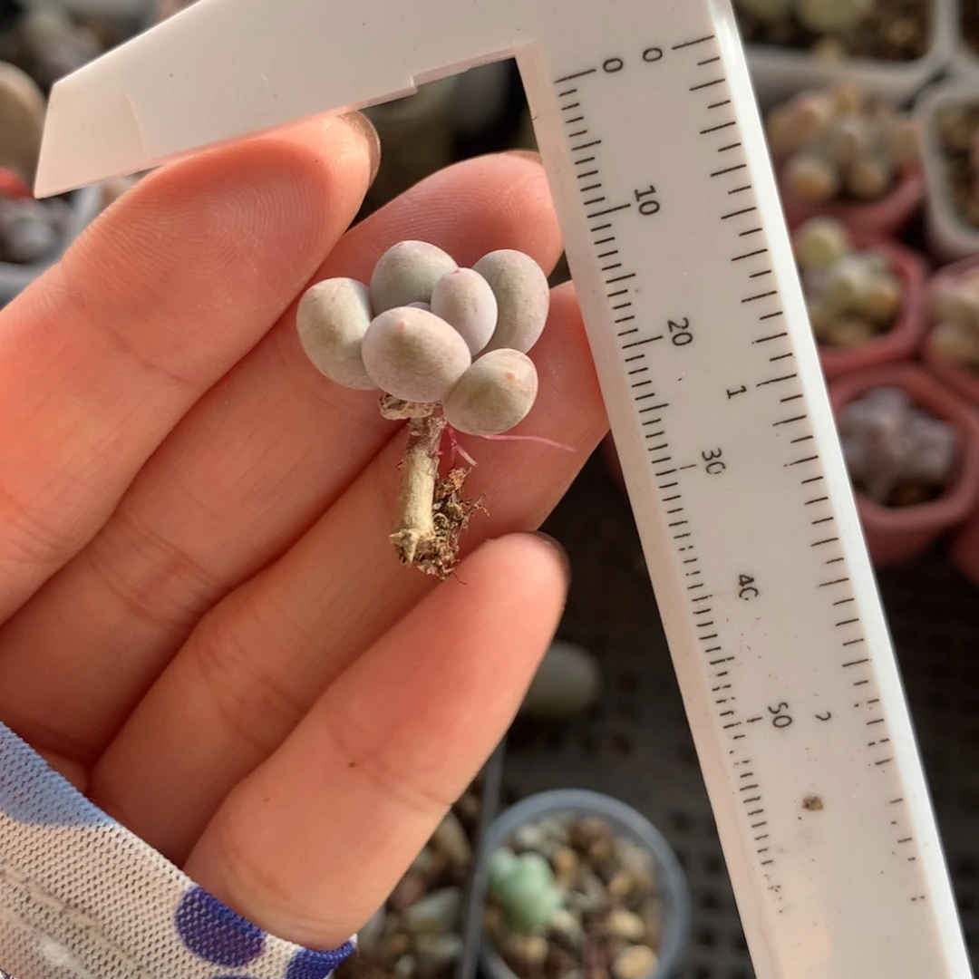 杆子弯彩虹奶酪不满28发到付，发一片叶，~