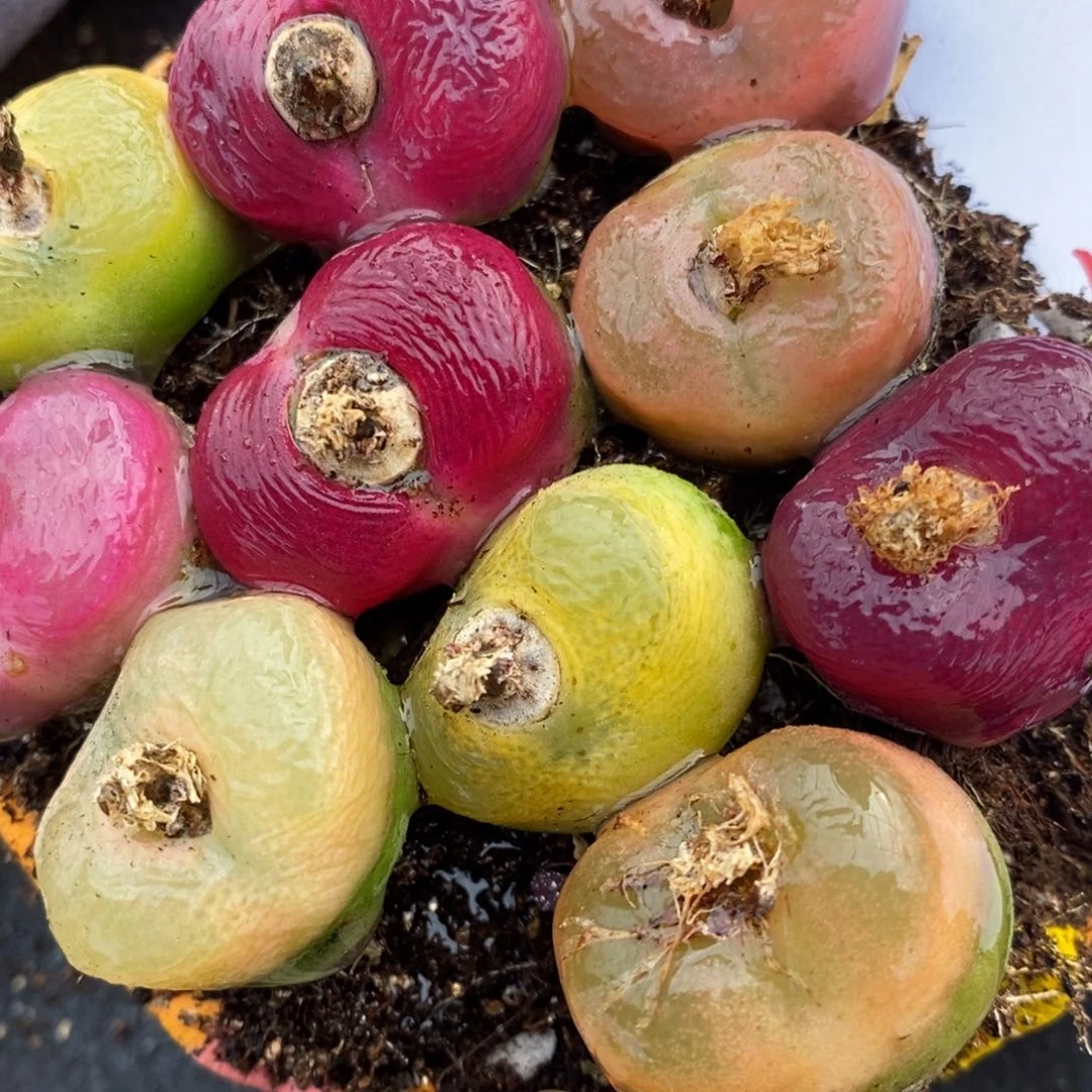 1227一组彩蟠桃一组