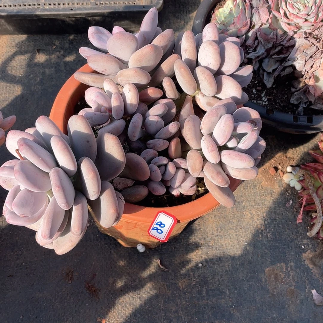 88大叶奶 一物一拍多肉