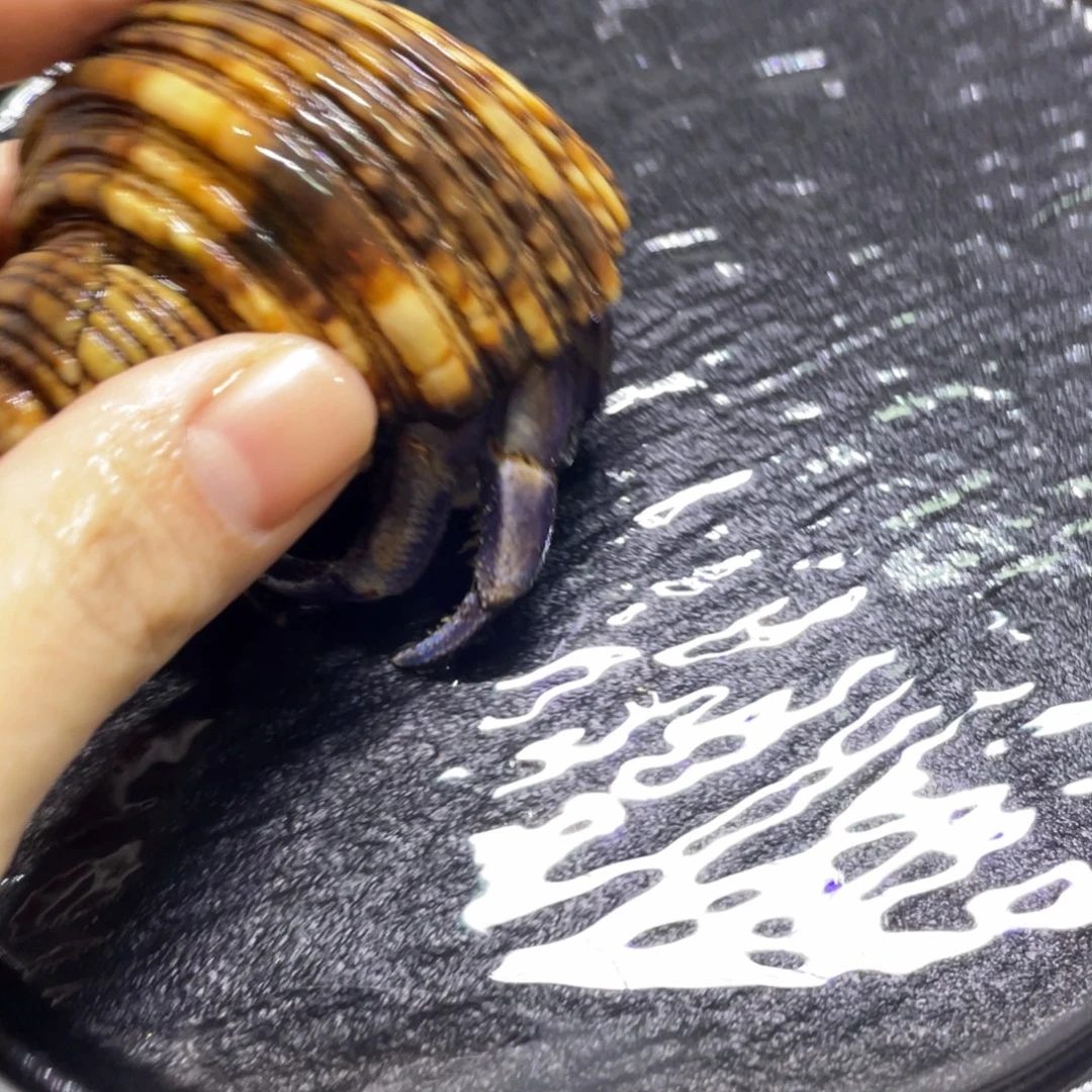 寄居蟹寄居蟹寄居蟹