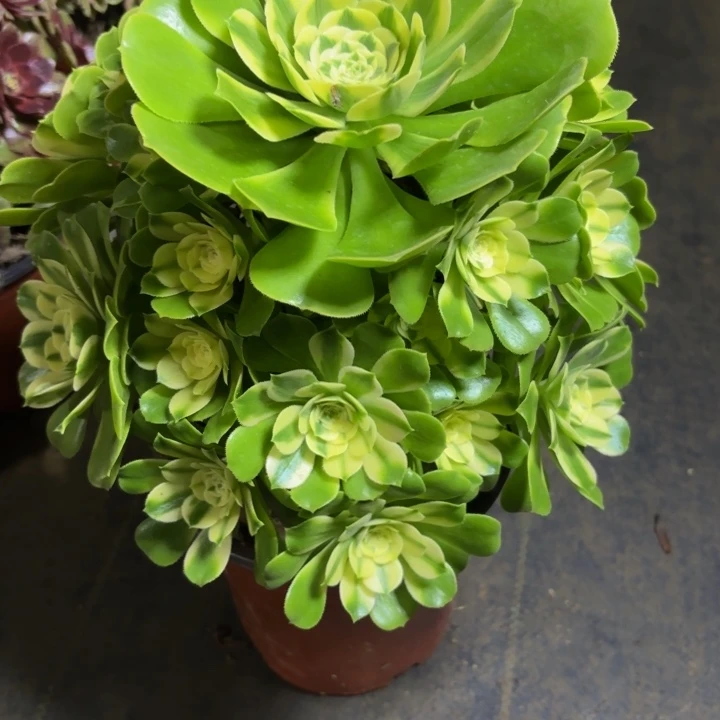 瑞妈，，。。。。330/辛尼亚，