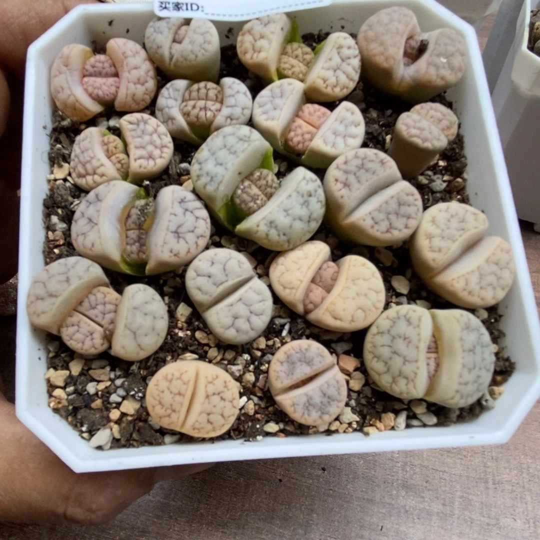 0832直播间一物一拍