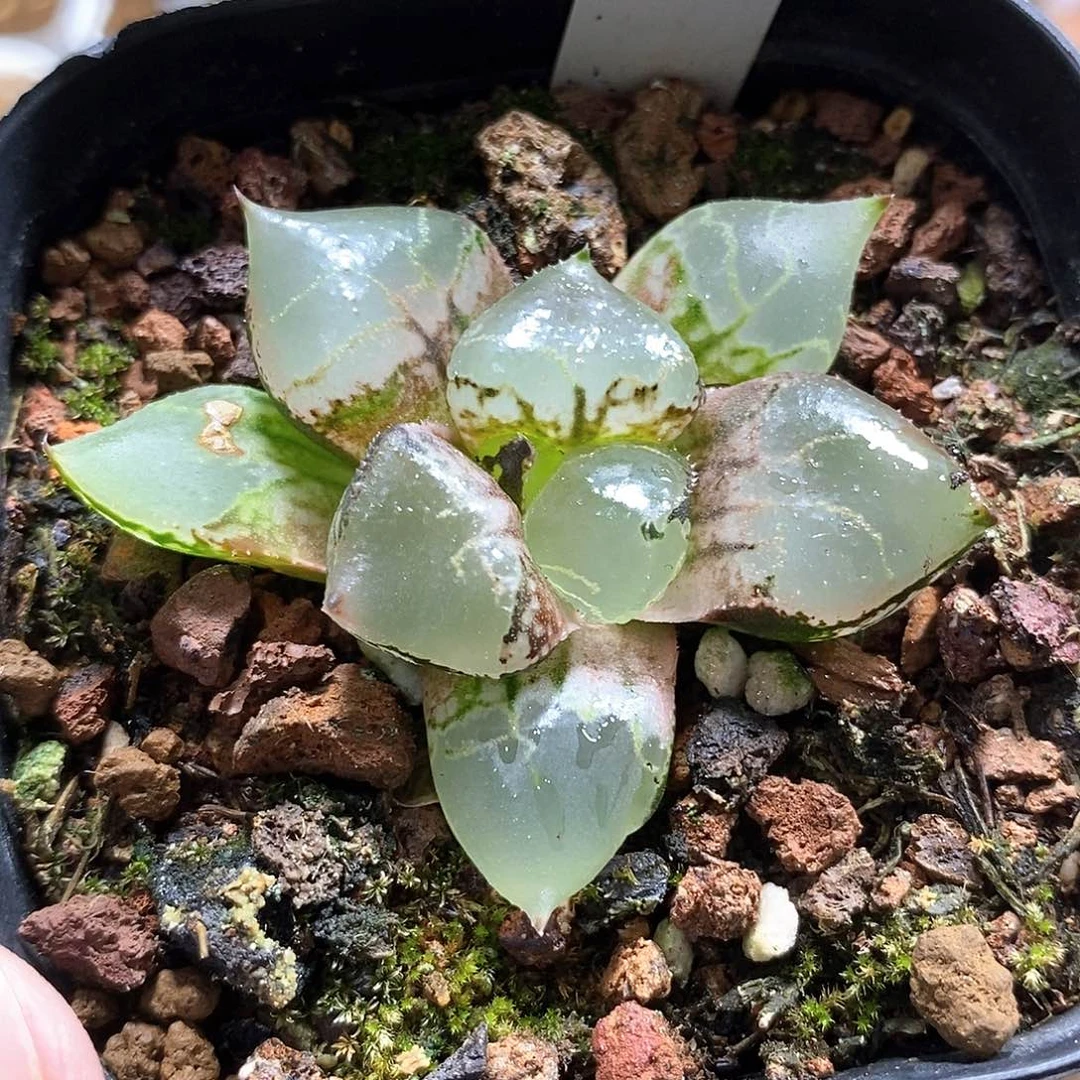 8冰皇哈哈哈哈哈哈