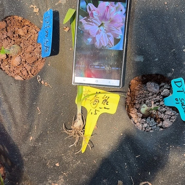 朱顶红草莓熊1.5厘米  可寄养