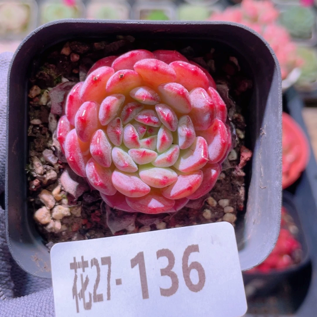 花利美27-136哈尼