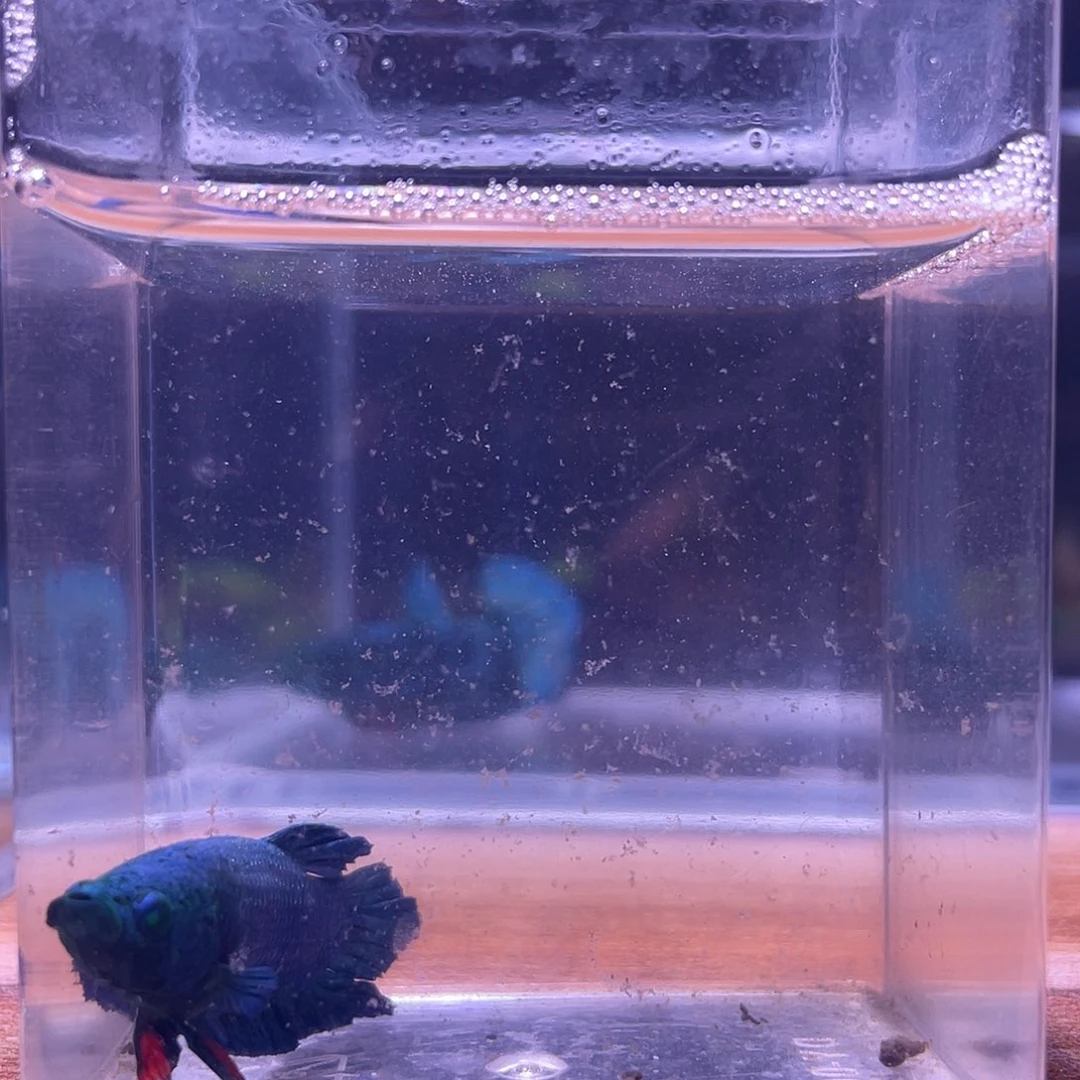 斗鱼可博泰斗092524