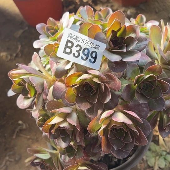 用****6多肉植物一个有砍