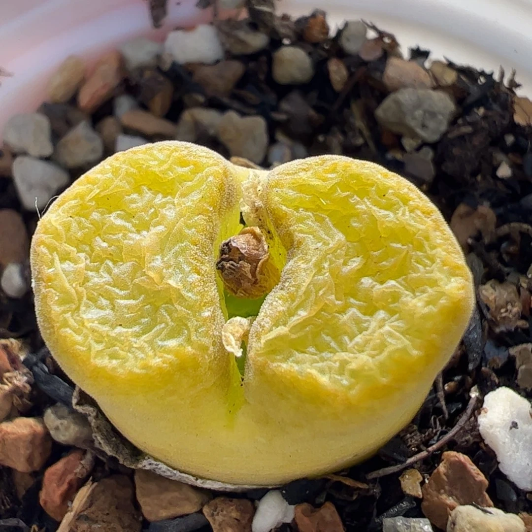 黄蛋糕母本多肉植物百科