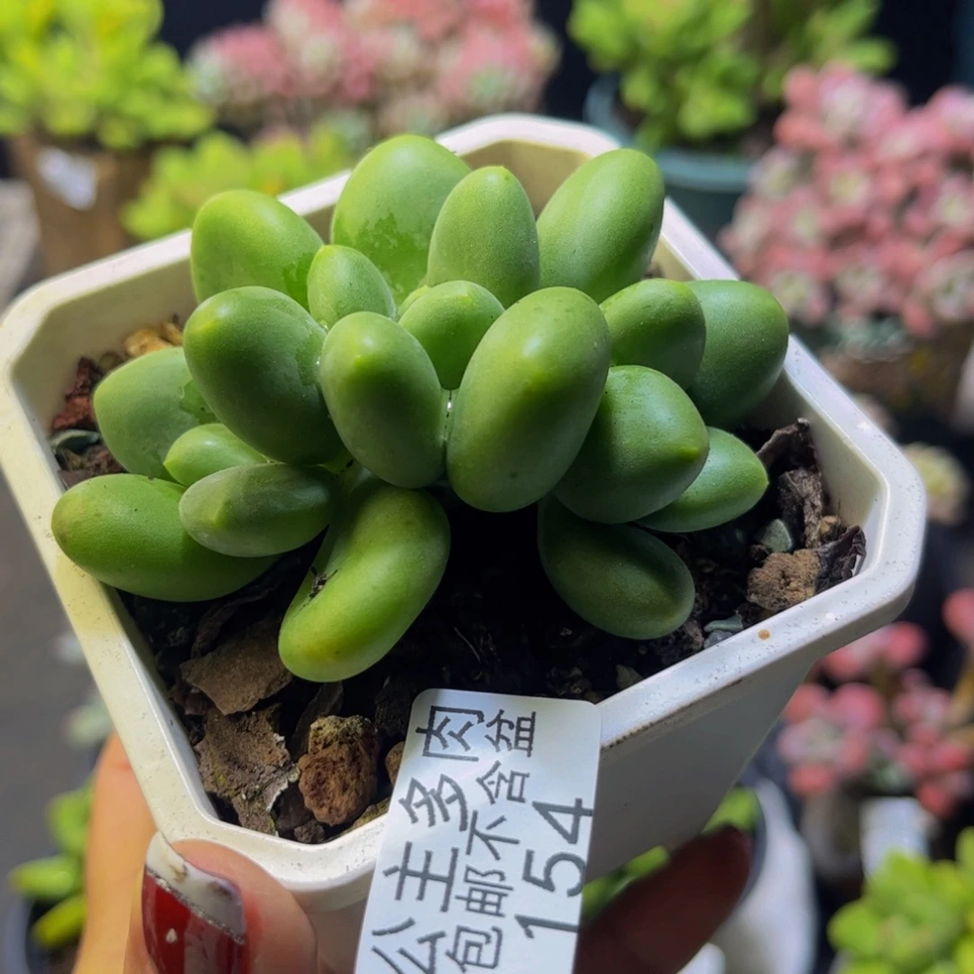 芒果奶酪154/7cm多肉