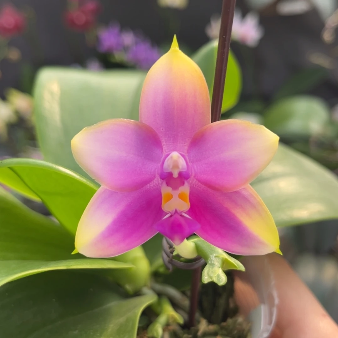 完全开放2.5寸反射龙交粉玛丽开花株