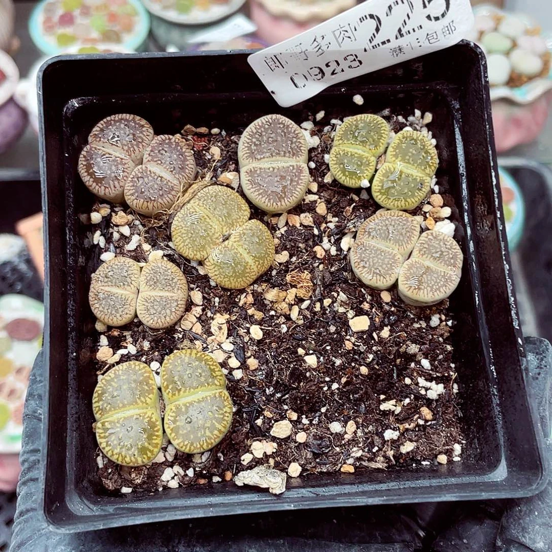 生石花满18包邮0923-225