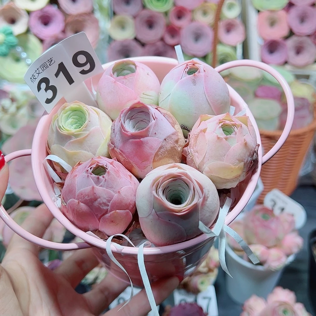 319全粉包子组合。
