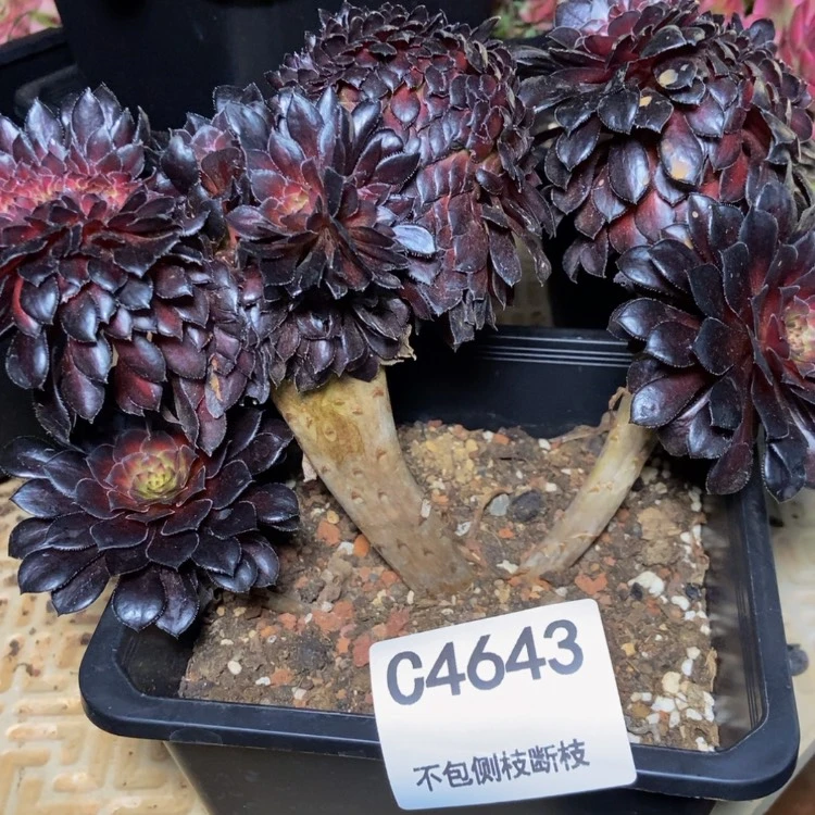 【闪购商品】4643多肉