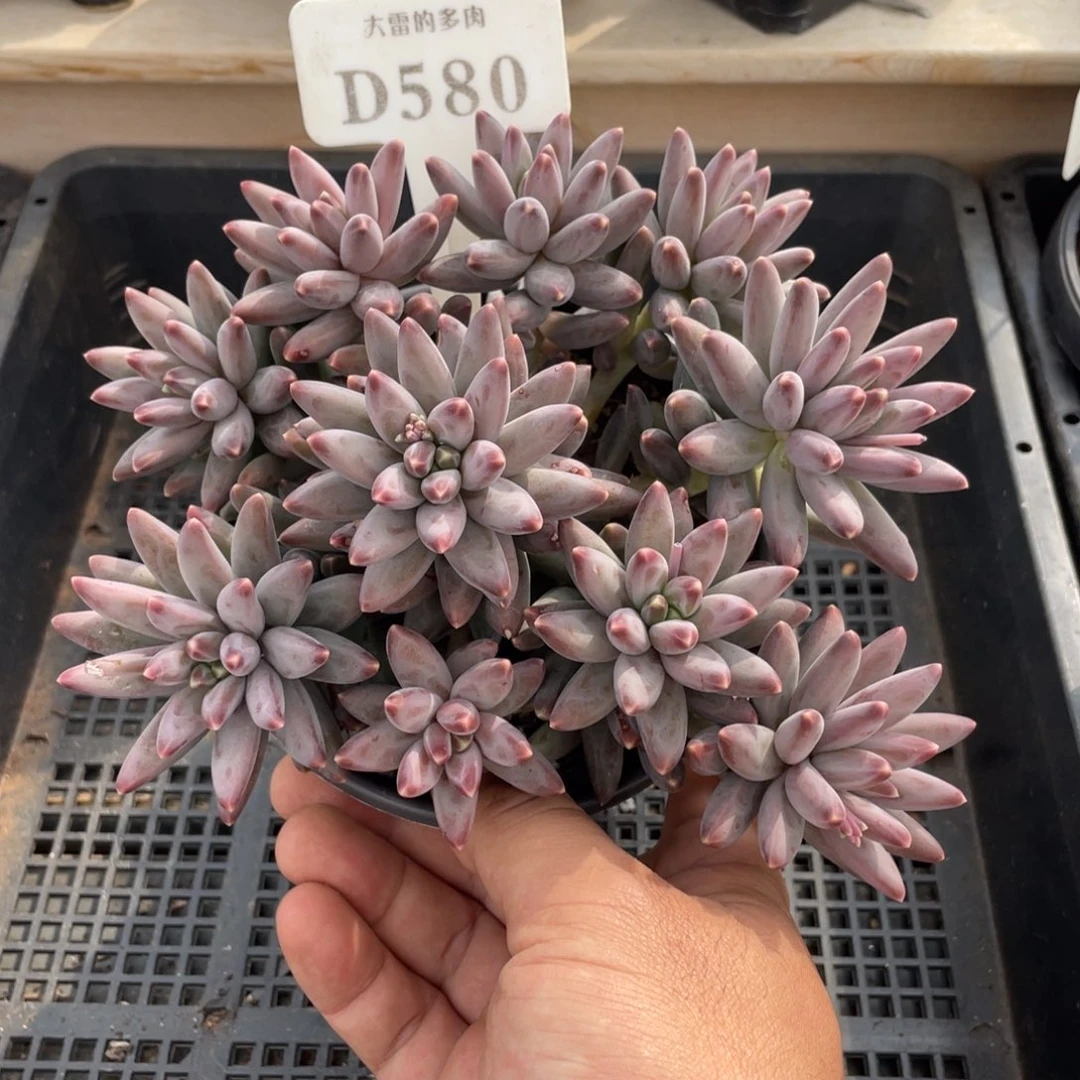 580暗纹不带盆16厘米