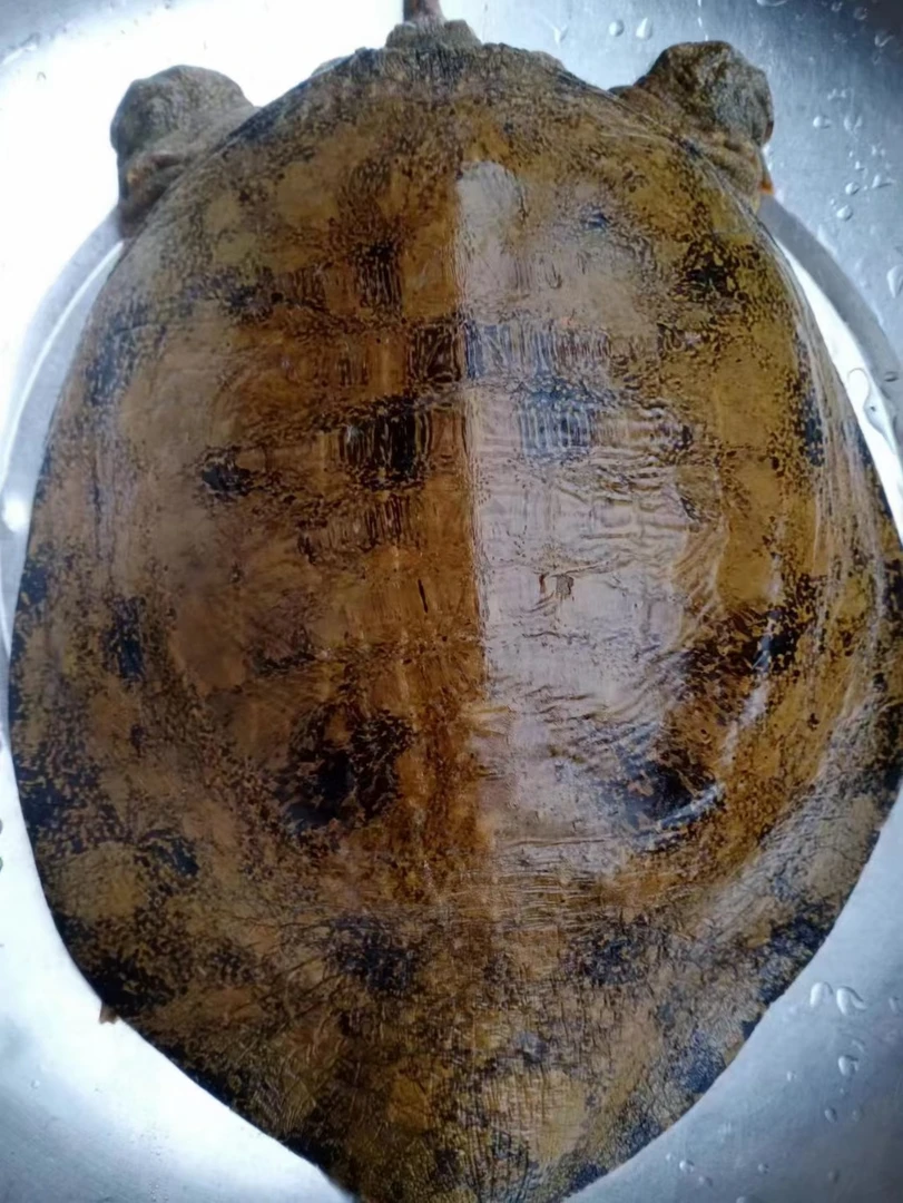 杜小杜水产精品甲鱼