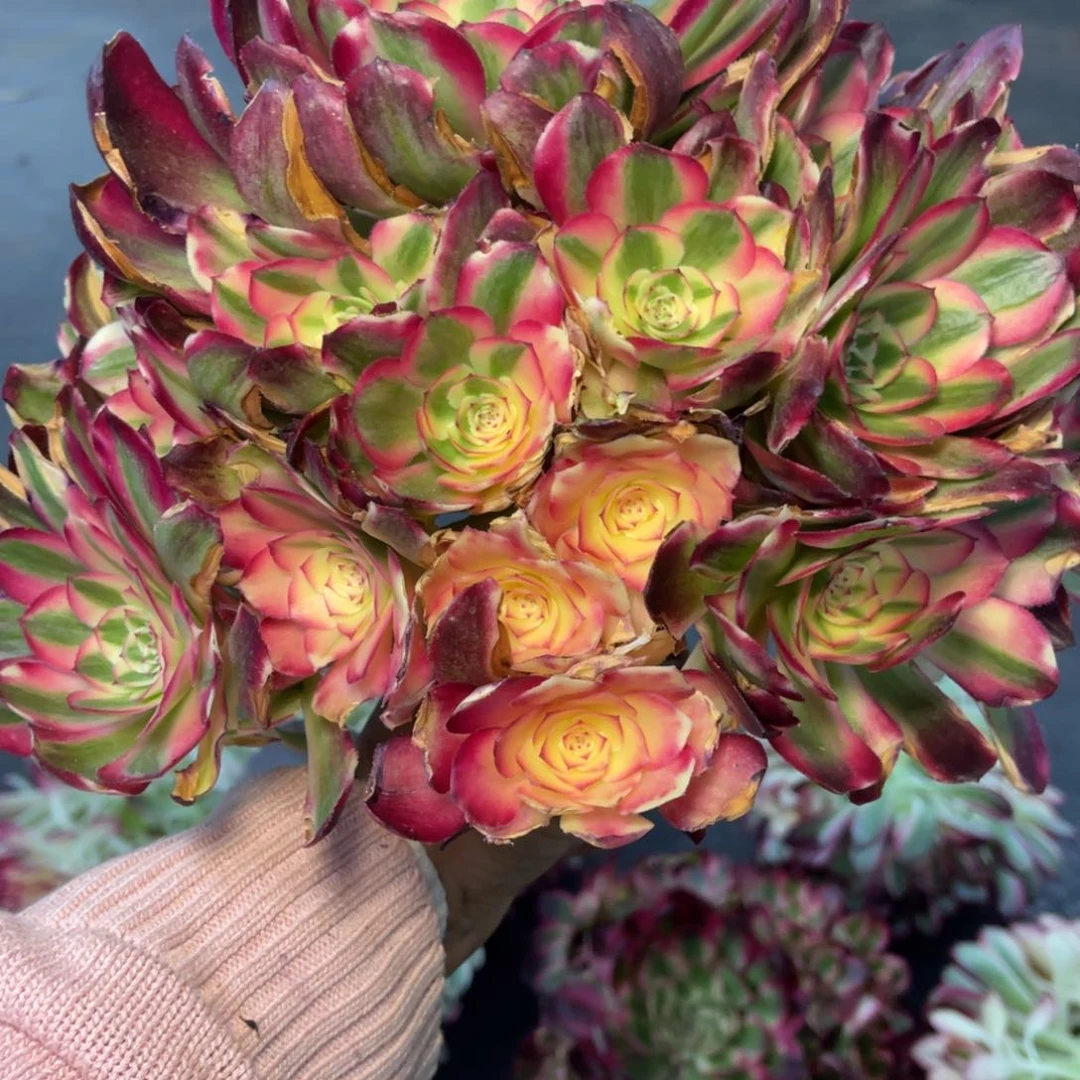 荔枝，一物一拍，寄养