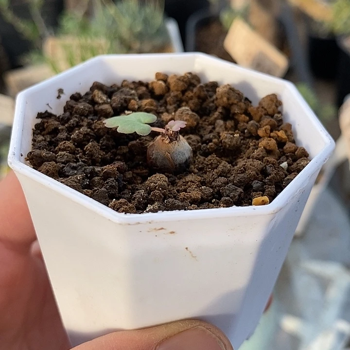 801肾叶洋葵带盆一一