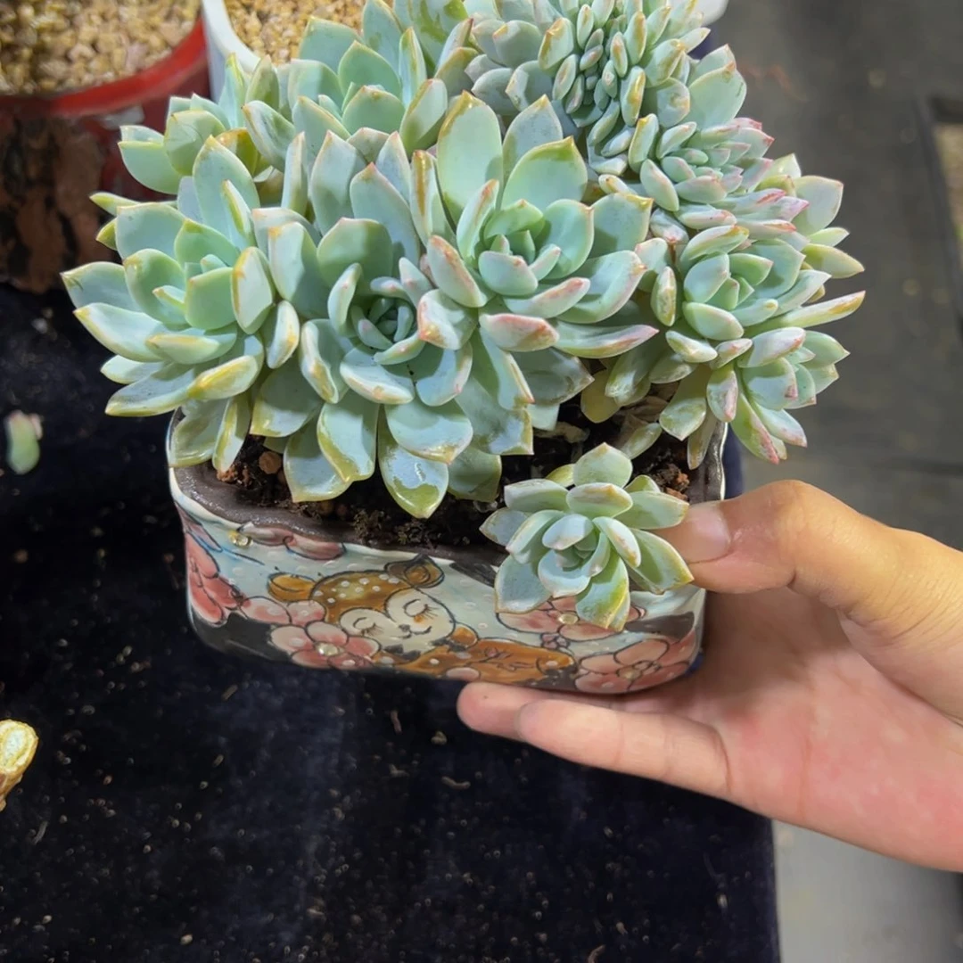 芬***羊天天开心 天天开心