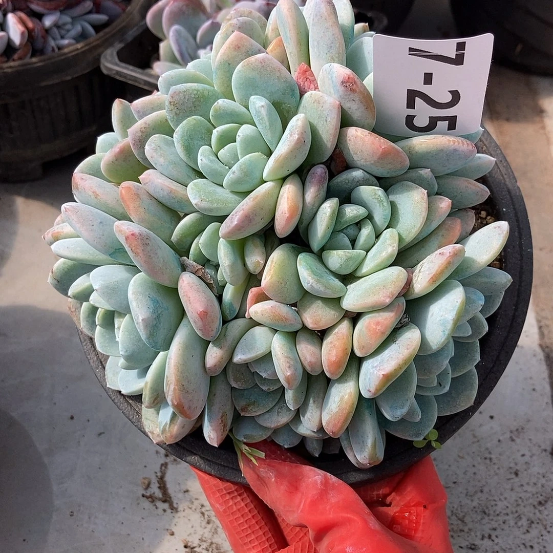 7-45冰玉一物一拍