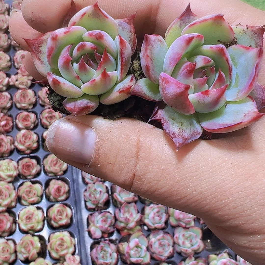 宽叶惊鸿5个19包邮