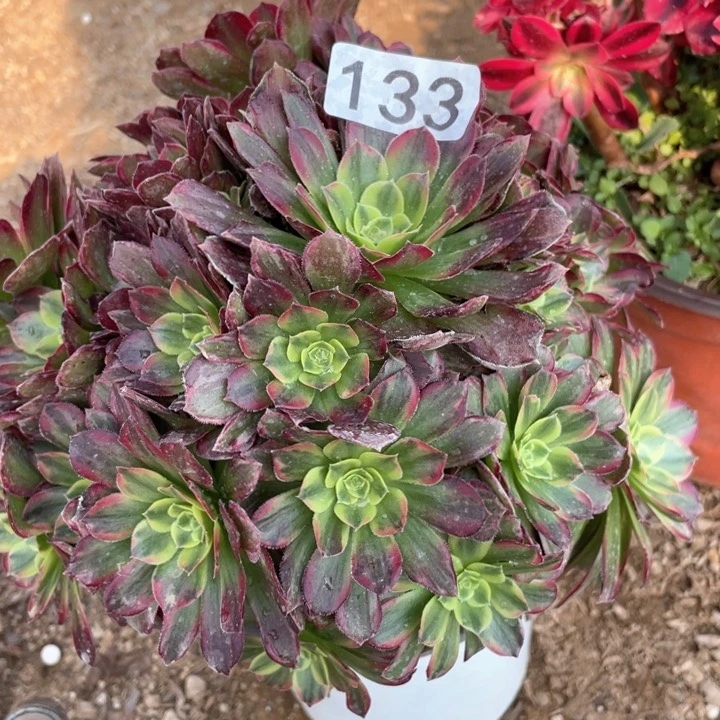133多肉植物安娜