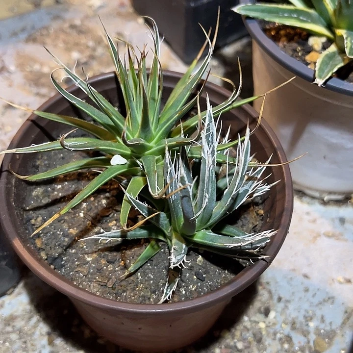 无花朵树冰龙舌兰一物一拍