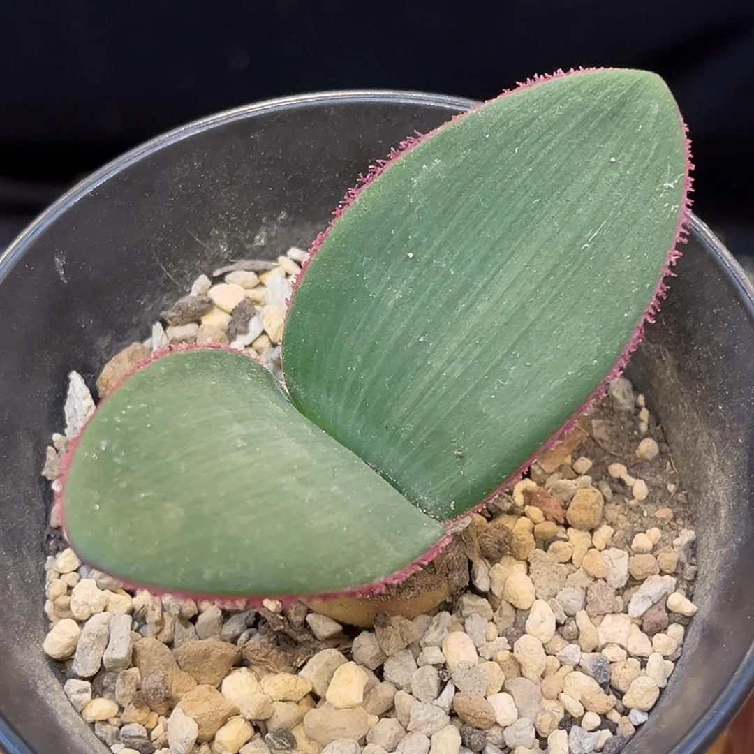潮流植物 潮流植物