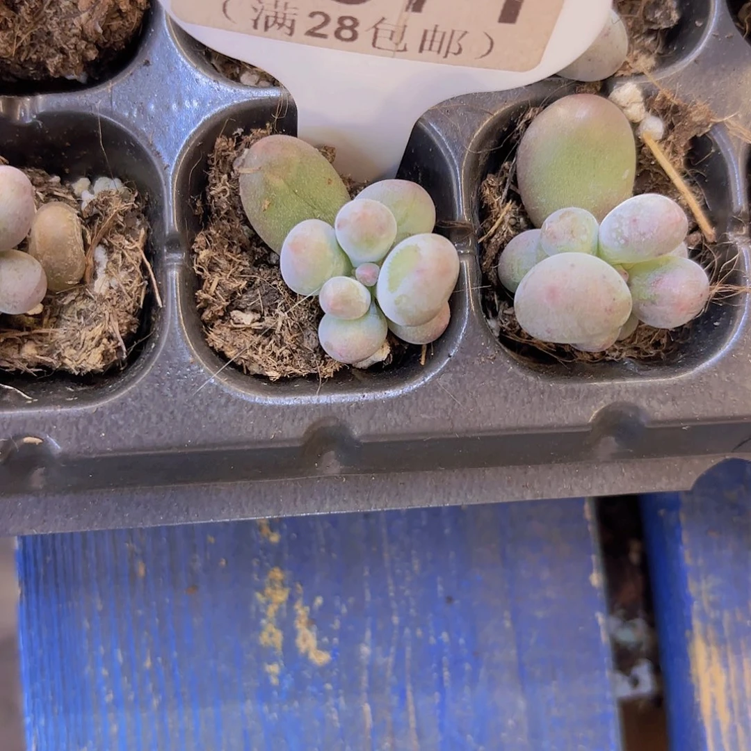 C571Mike奶一物一拍