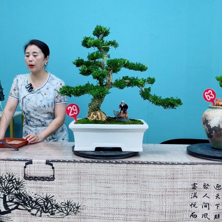 无花朵广东雀舌黄杨