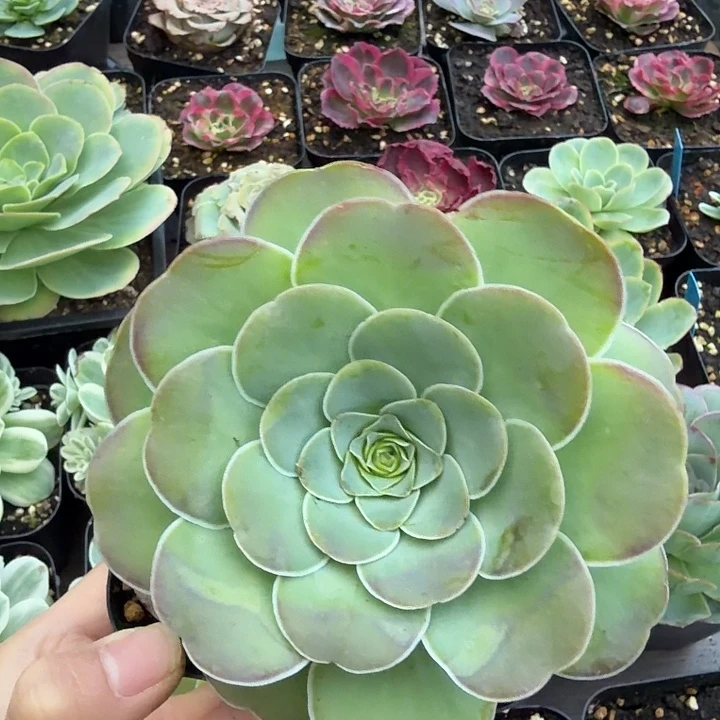 爱心形叶片山地玫瑰生长期