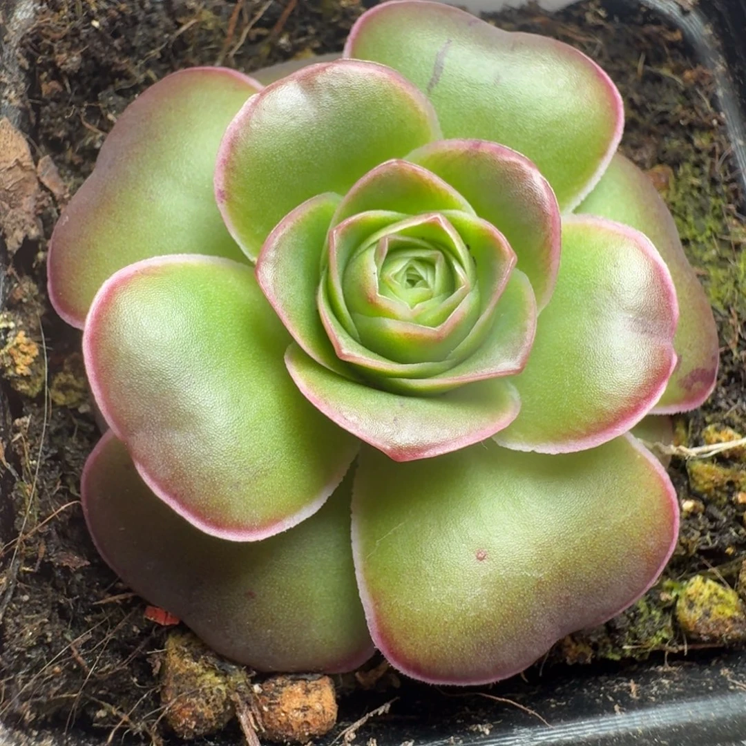 楹楹-797冠幅   4cm