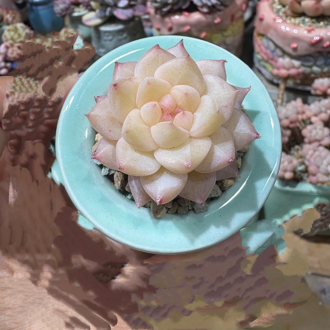 江苏多肉微景萌植量拍链接（满30包邮除偏远）