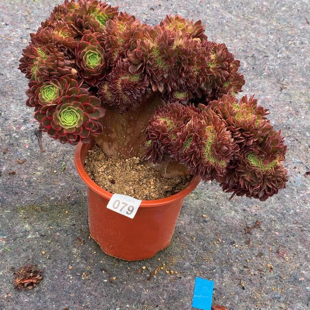 079万黄缀化一颗