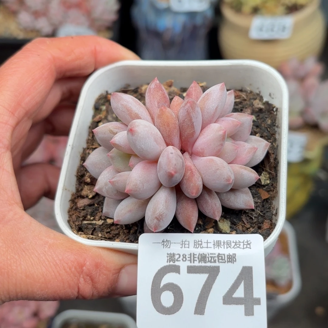 半夏双头无盆土发货