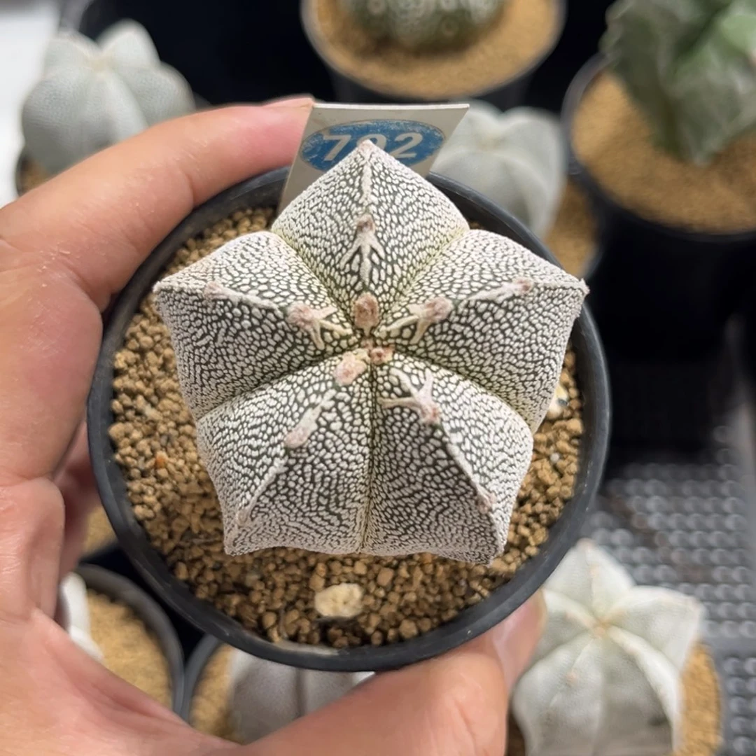 792实生恩冢鸾凤玉带盆