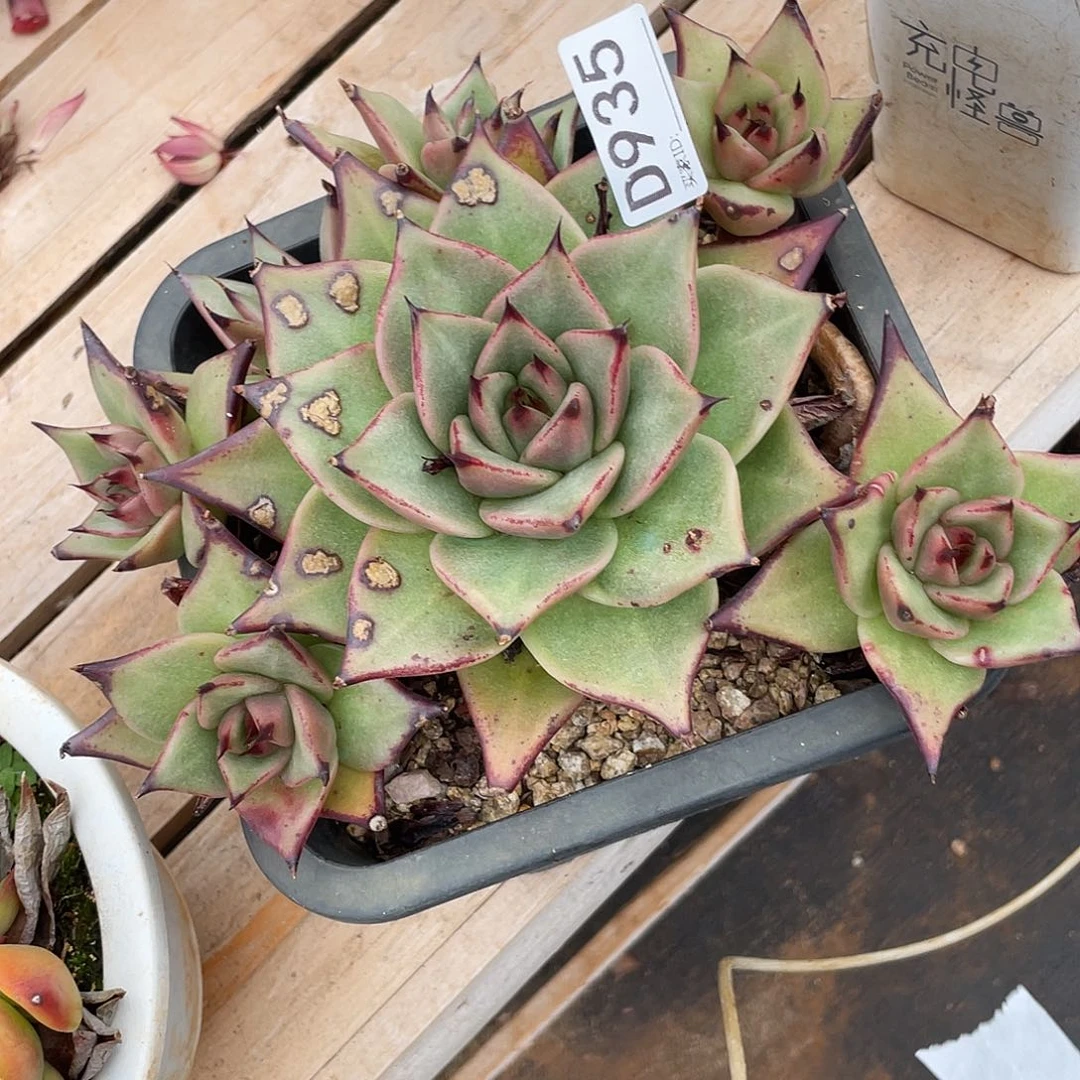 若如东云组拍D935