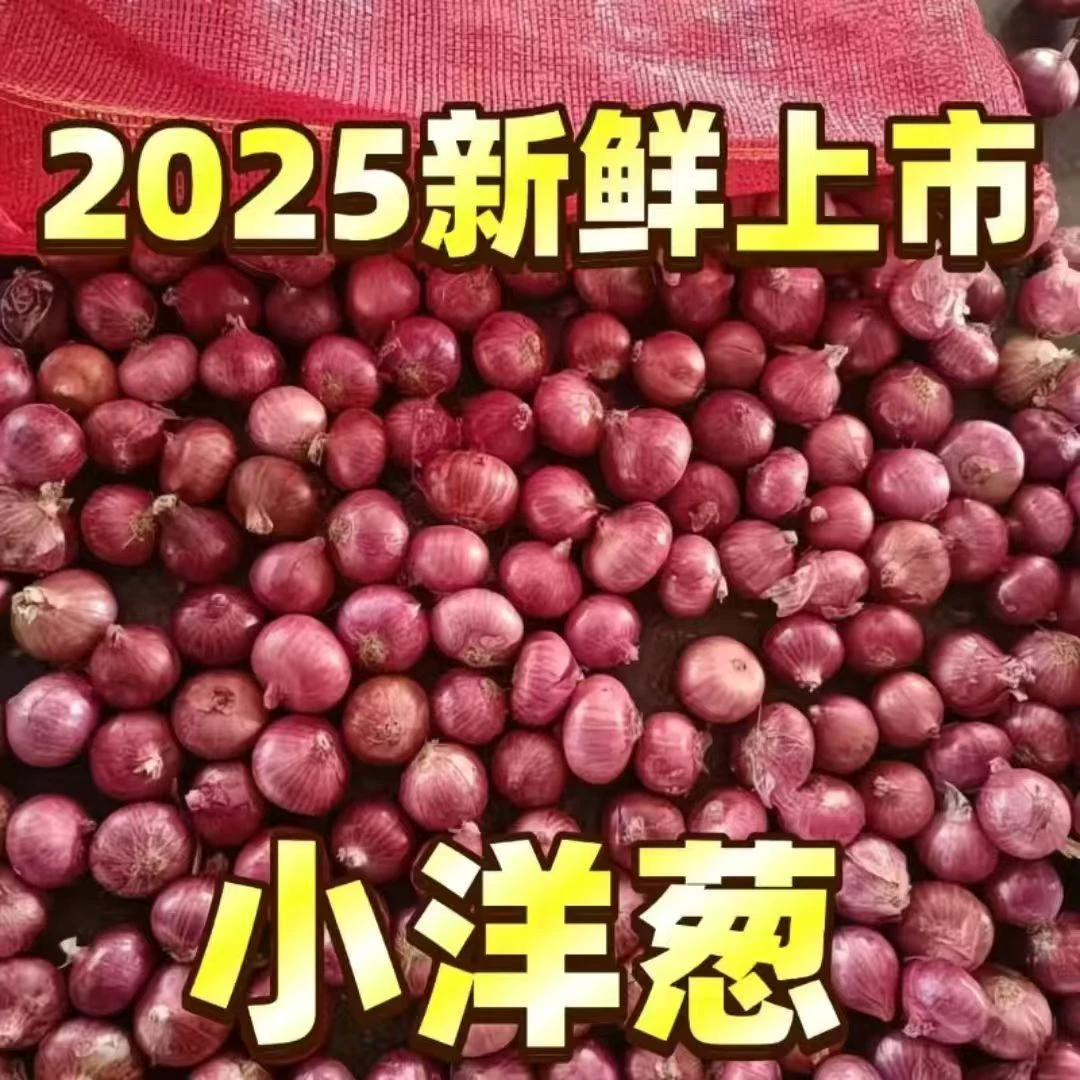 【洋葱种球】紫红皮葱可生吃炒菜东北特色小洋葱庭院阳台都能种